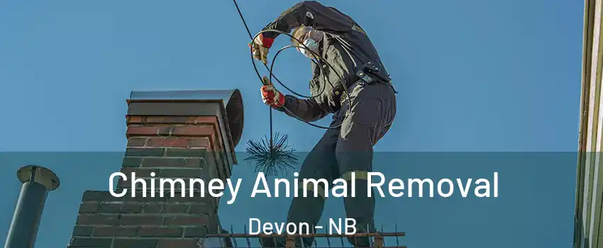 Chimney Animal Removal Devon - NB