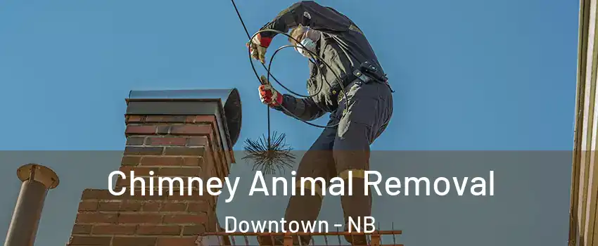  Chimney Animal Removal Downtown - NB