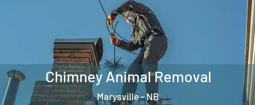  Chimney Animal Removal Marysville - NB