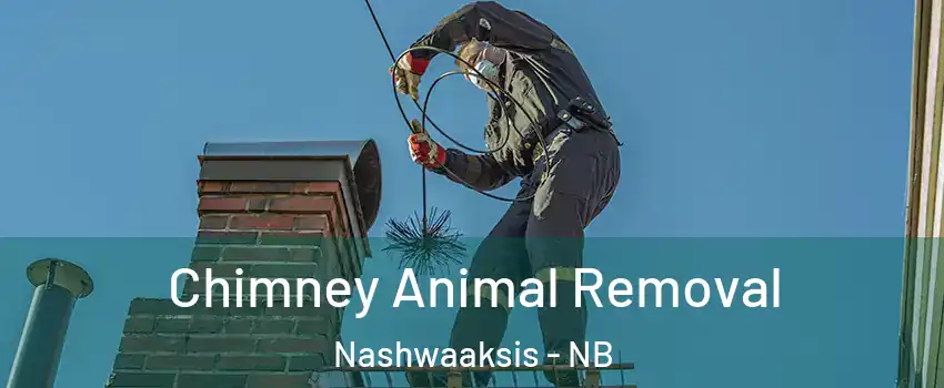  Chimney Animal Removal Nashwaaksis - NB