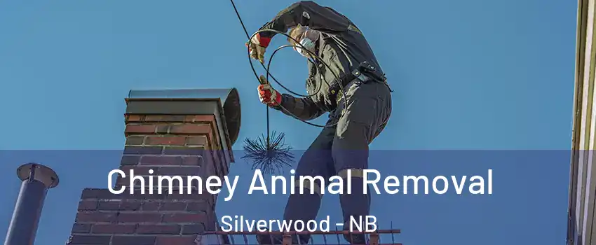  Chimney Animal Removal Silverwood - NB