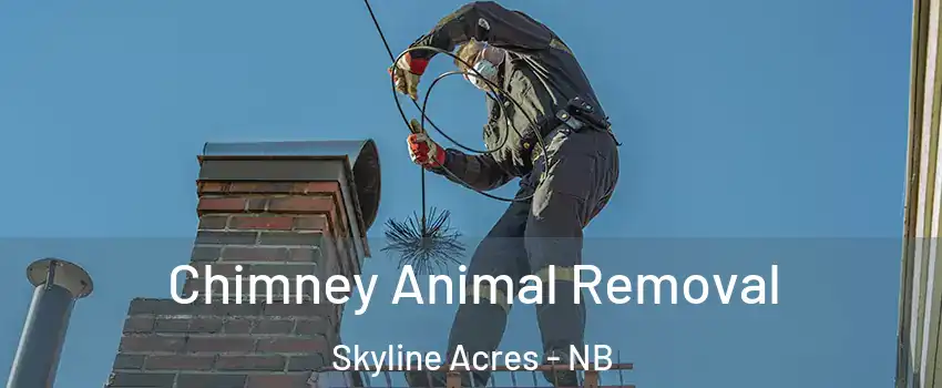  Chimney Animal Removal Skyline Acres - NB