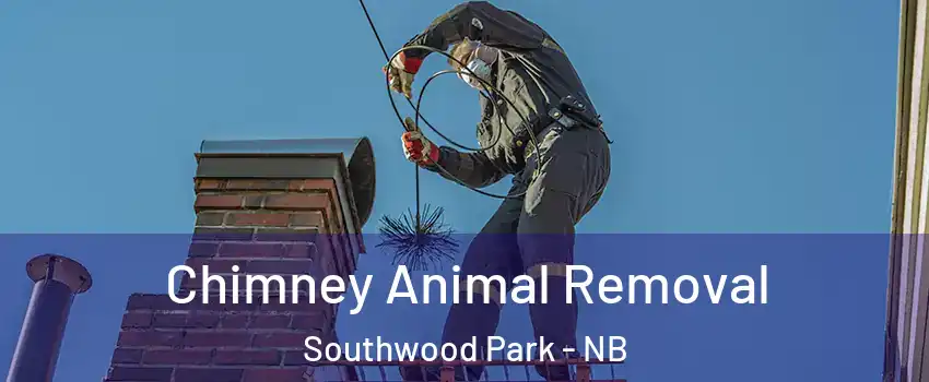  Chimney Animal Removal Southwood Park - NB